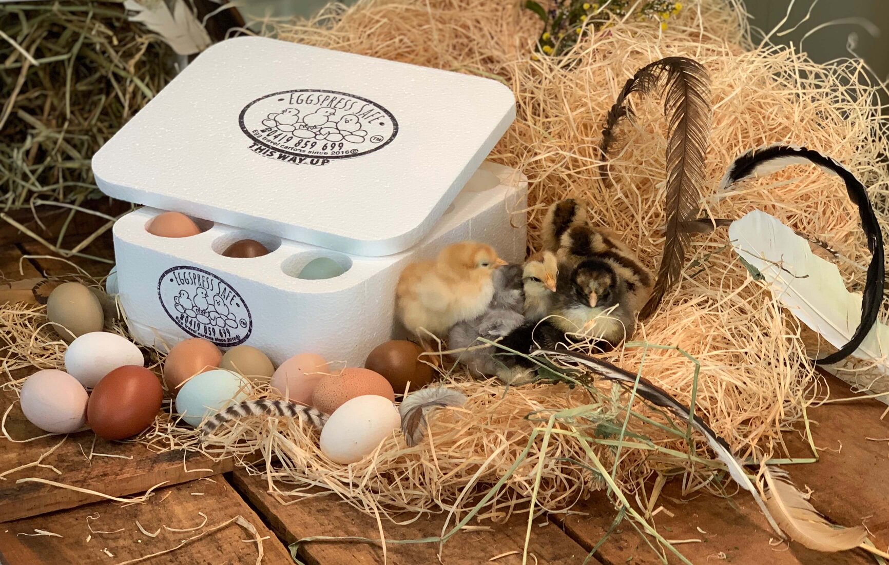 Eggspress Safe with Chickens and Eggs